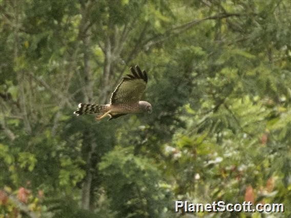 Spotted Harrier - Scott Bowers