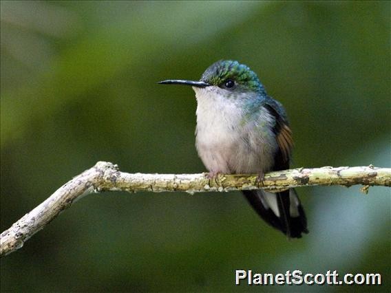Stripe-tailed Hummingbird - ML183583201