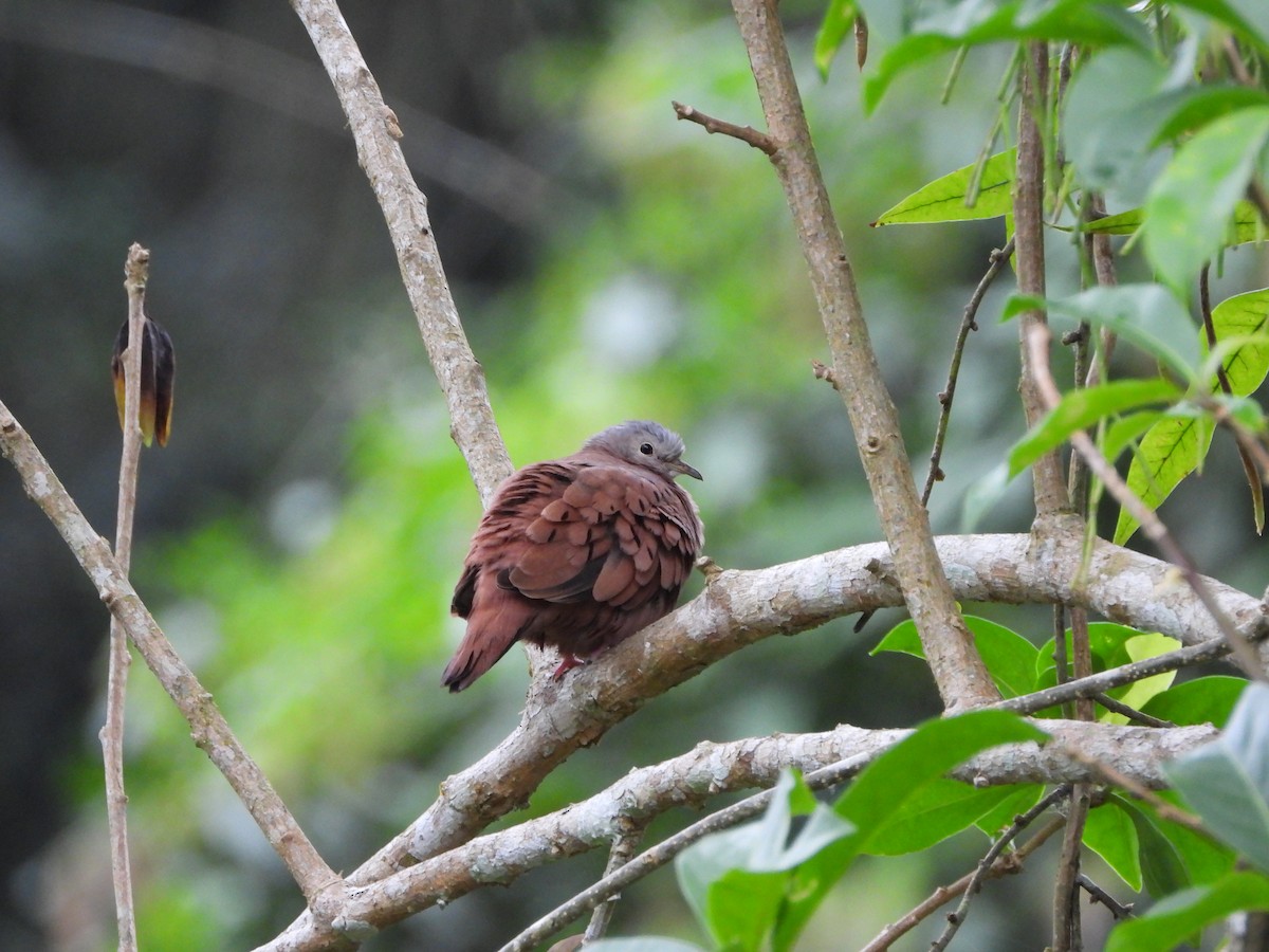 Ruddy Ground Dove - ML183583531