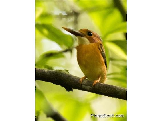 Sulawesi Dwarf-Kingfisher - ML183583581