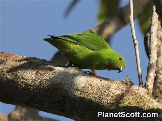 Sulawesi Hanging-Parrot - Scott Bowers