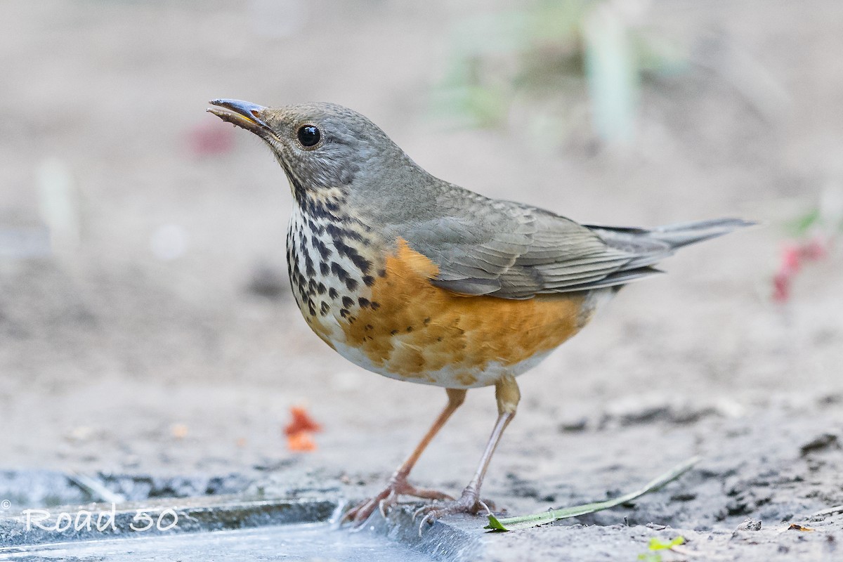 Gray-backed Thrush - ML183585361