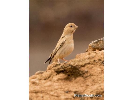 Trumpeter Finch - Scott Bowers