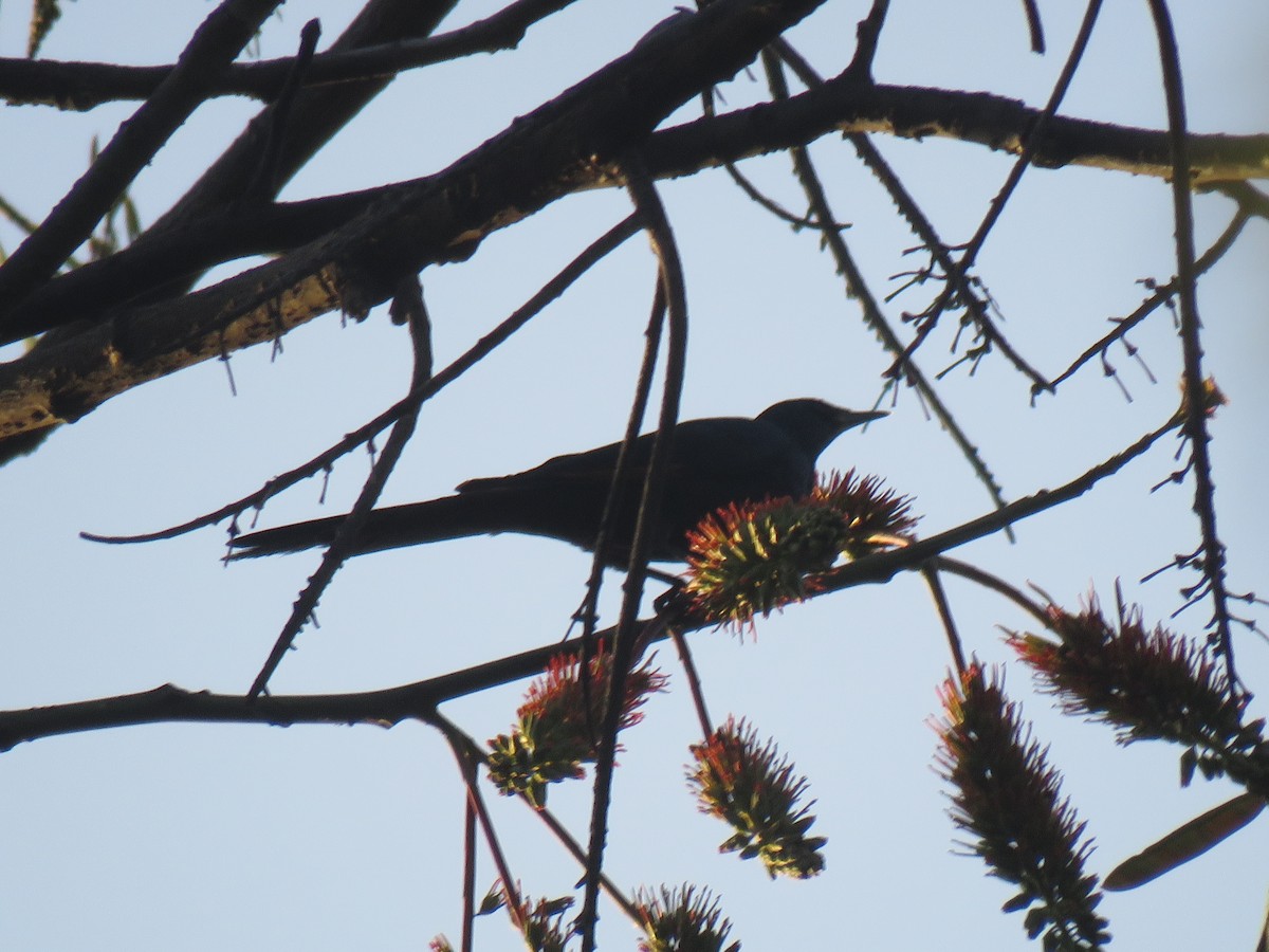 Slender-billed Starling - ML183585961