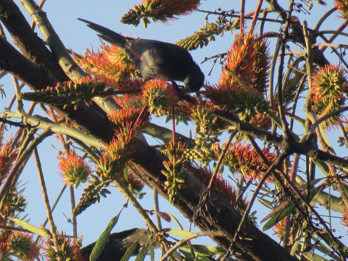 Slender-billed Starling - ML183586031