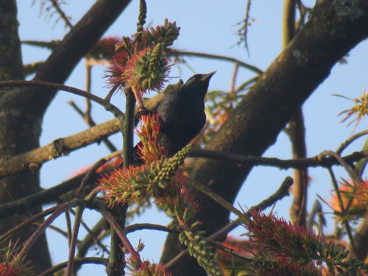 Slender-billed Starling - ML183586201