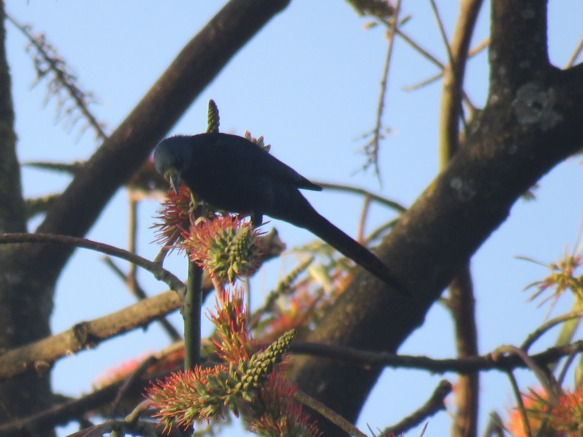 Slender-billed Starling - ML183586211