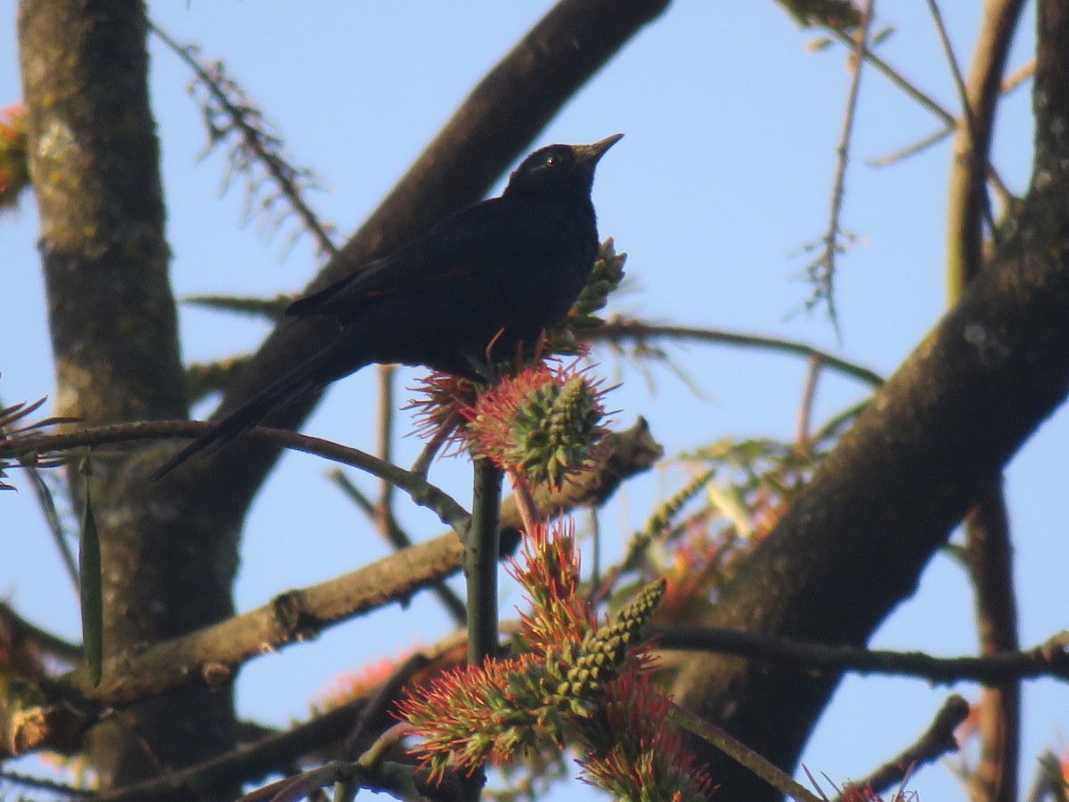 Slender-billed Starling - ML183586221