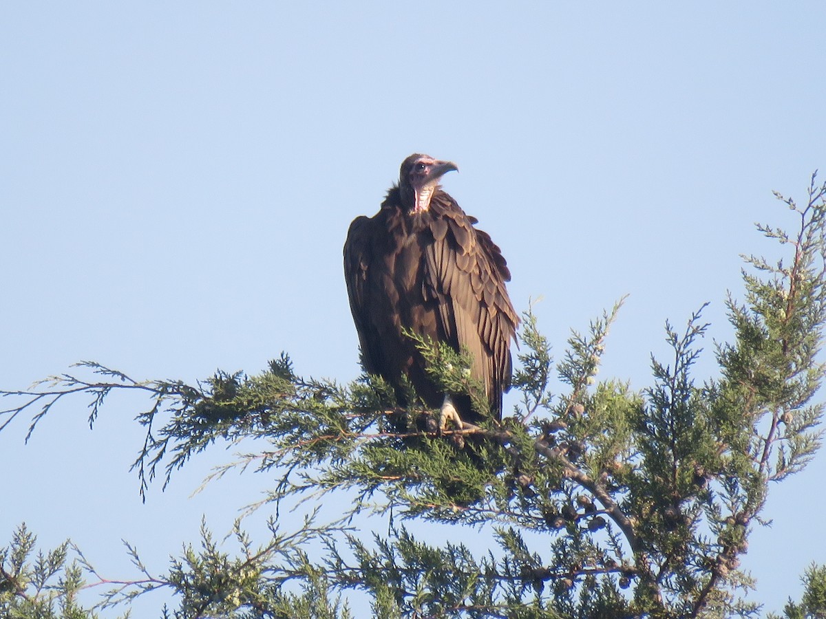 Hooded Vulture - ML183586761