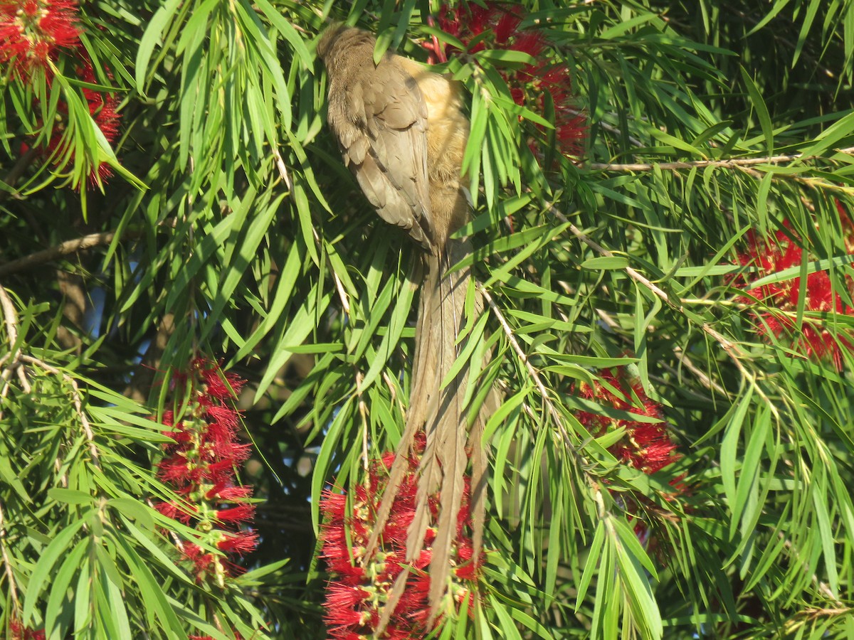 Speckled Mousebird - ML183586821