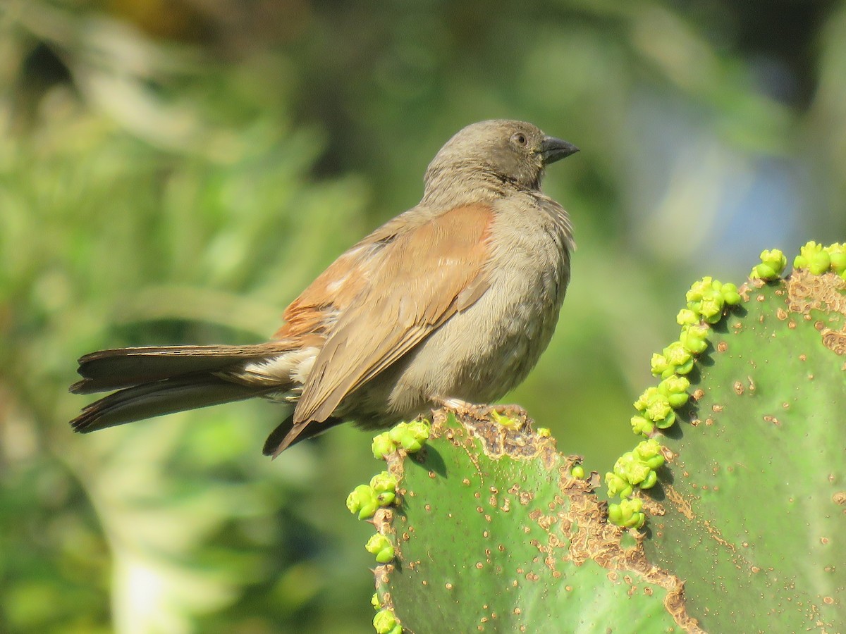 Moineau de Swainson - ML183586951