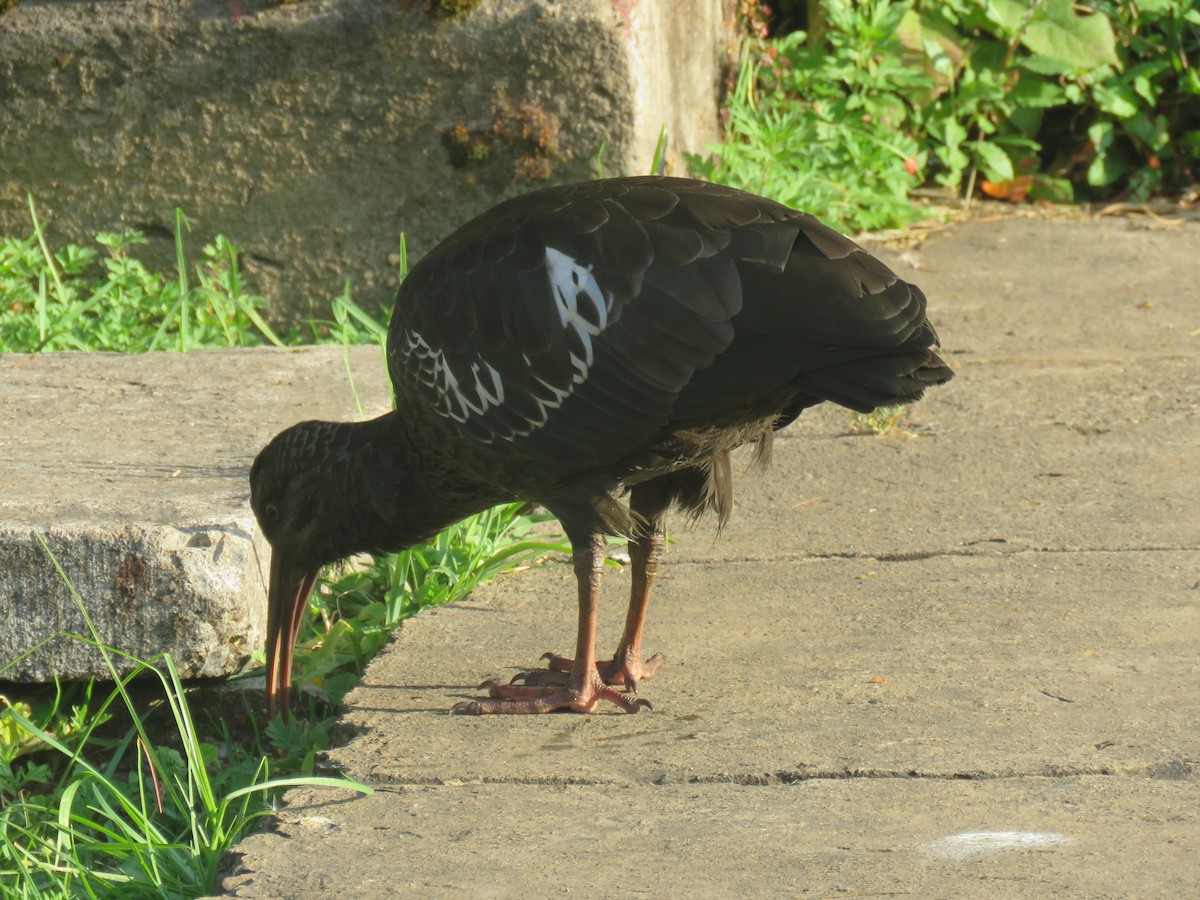 Wattled Ibis - ML183587241