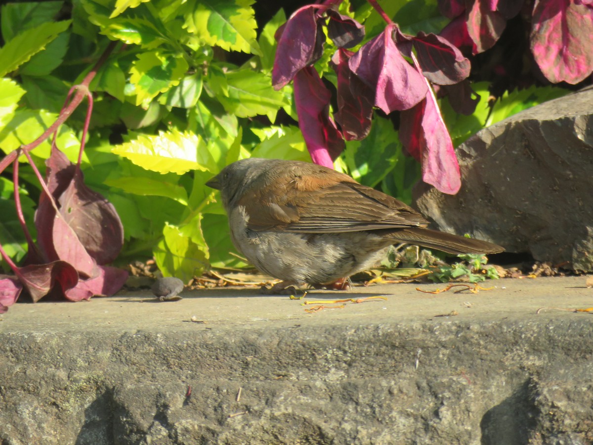 Moineau de Swainson - ML183587411