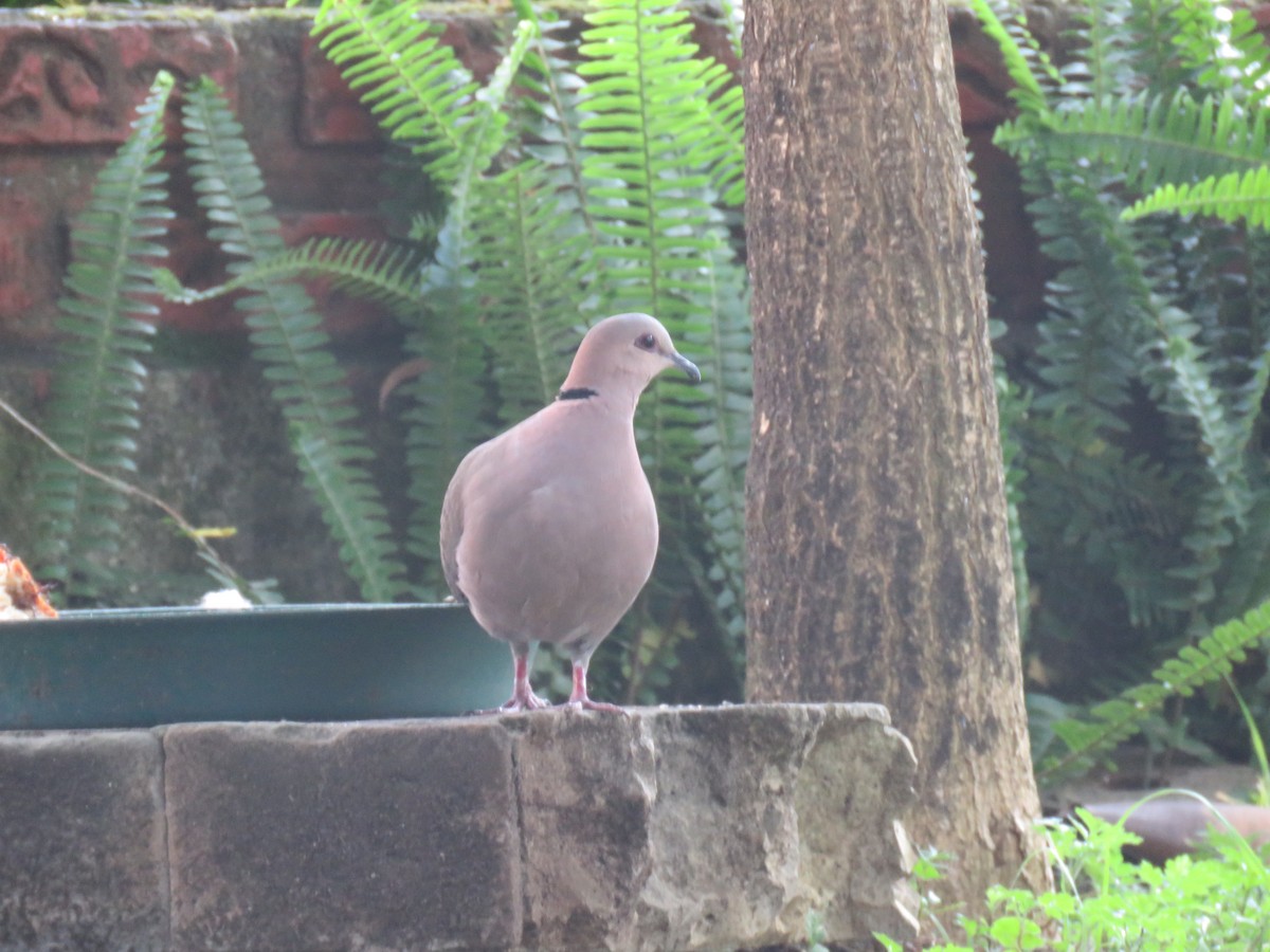 Red-eyed Dove - ML183587481