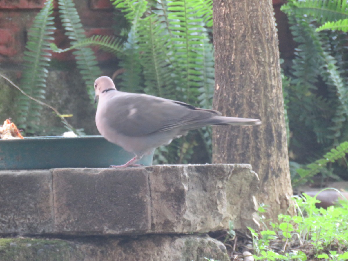 Red-eyed Dove - ML183587491