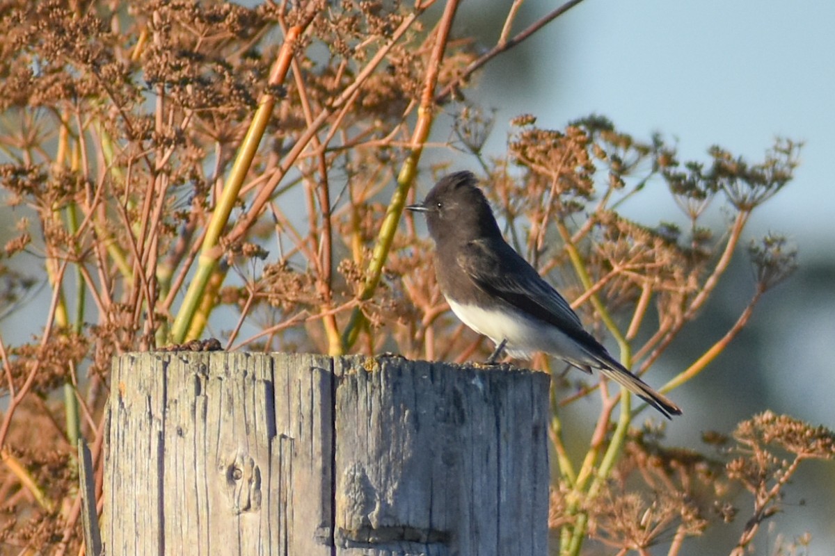 Black Phoebe - Kate E Magoon