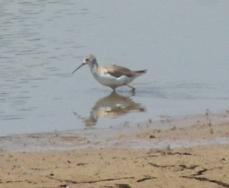 Marsh Sandpiper - ML183588001