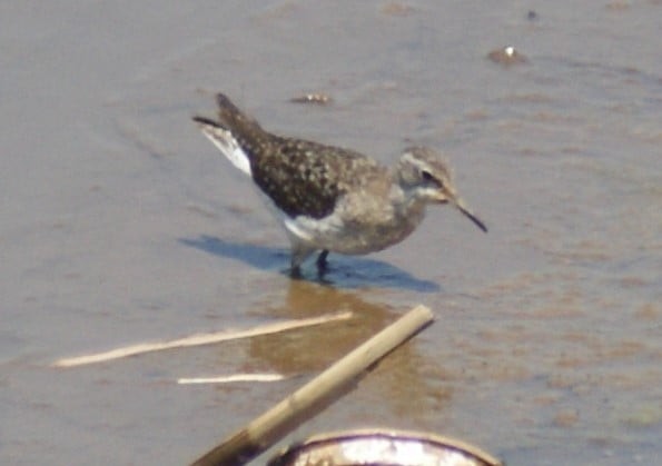 Wood Sandpiper - ML183588061