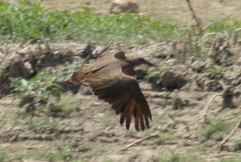 Hamerkop - ML183588381