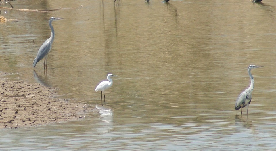 Gray Heron - ML183588461