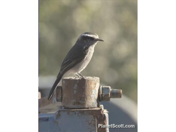 White-browed Chat-Tyrant - ML183588491
