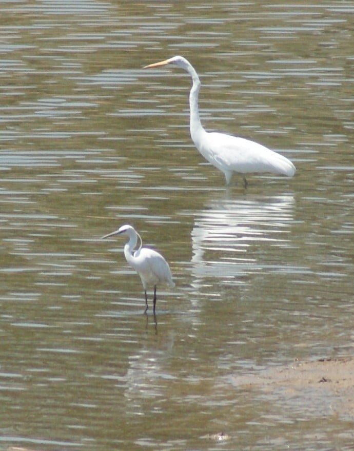 Little Egret - ML183588681