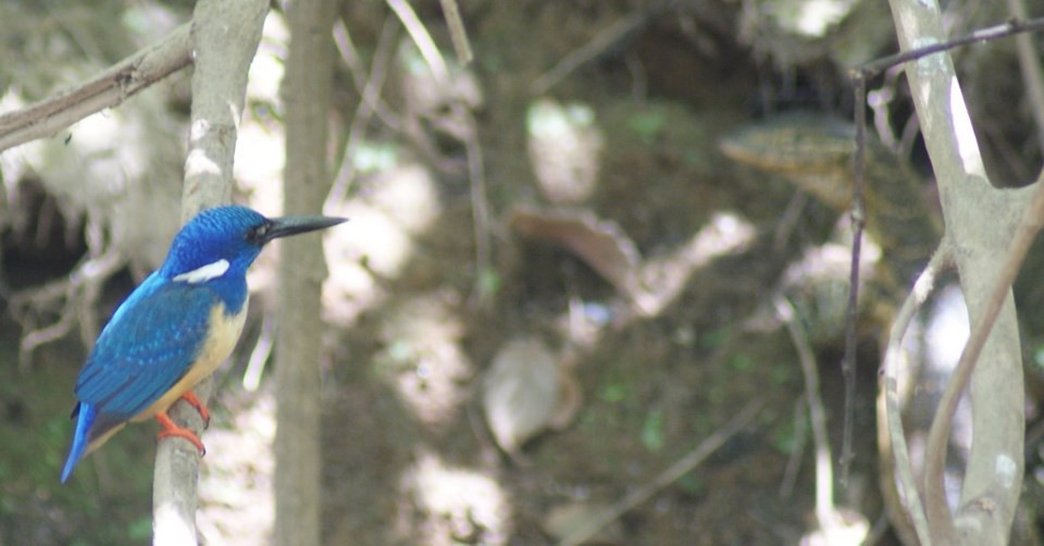 Half-collared Kingfisher - ML183588901