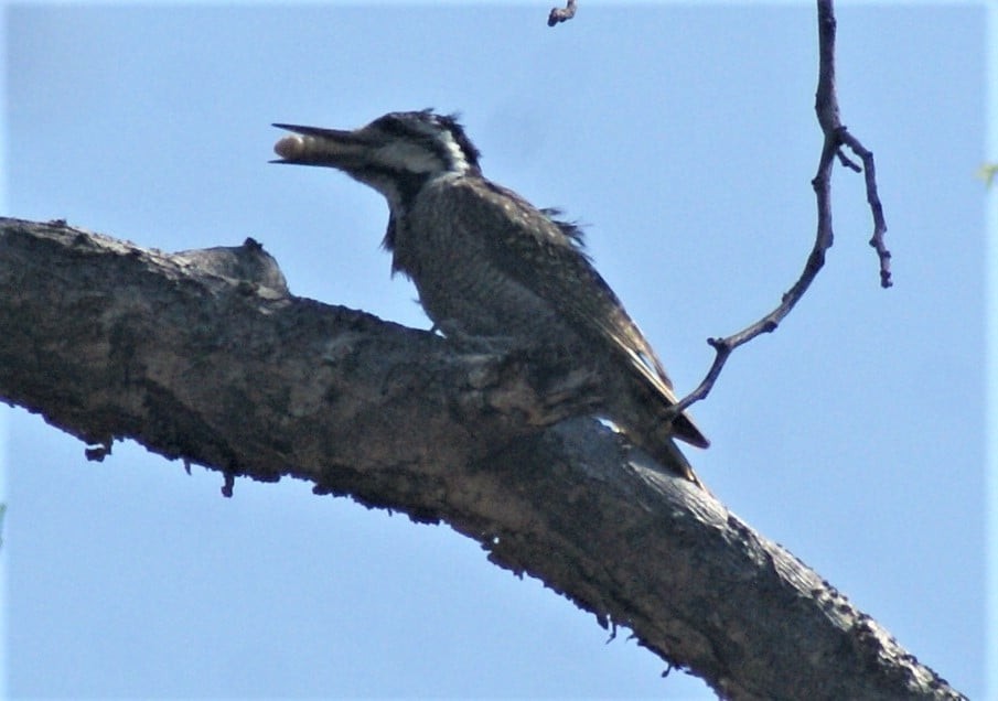 Bearded Woodpecker - Norman Barrett