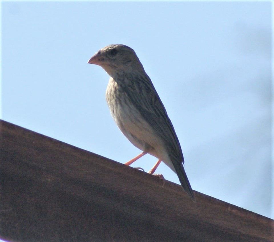 Red-billed Quelea - ML183589361