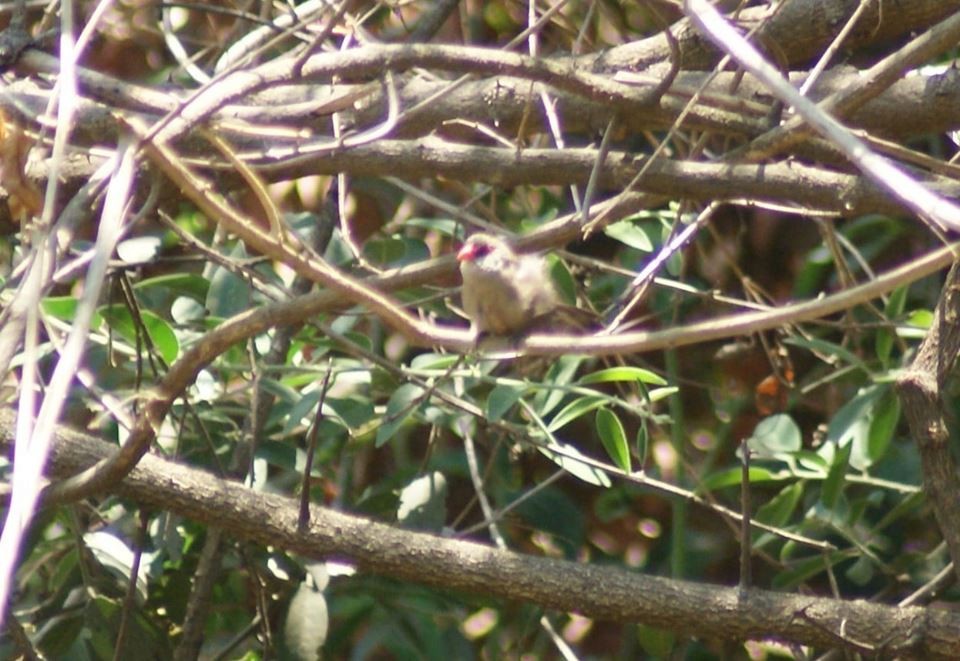 Common Waxbill - ML183589491