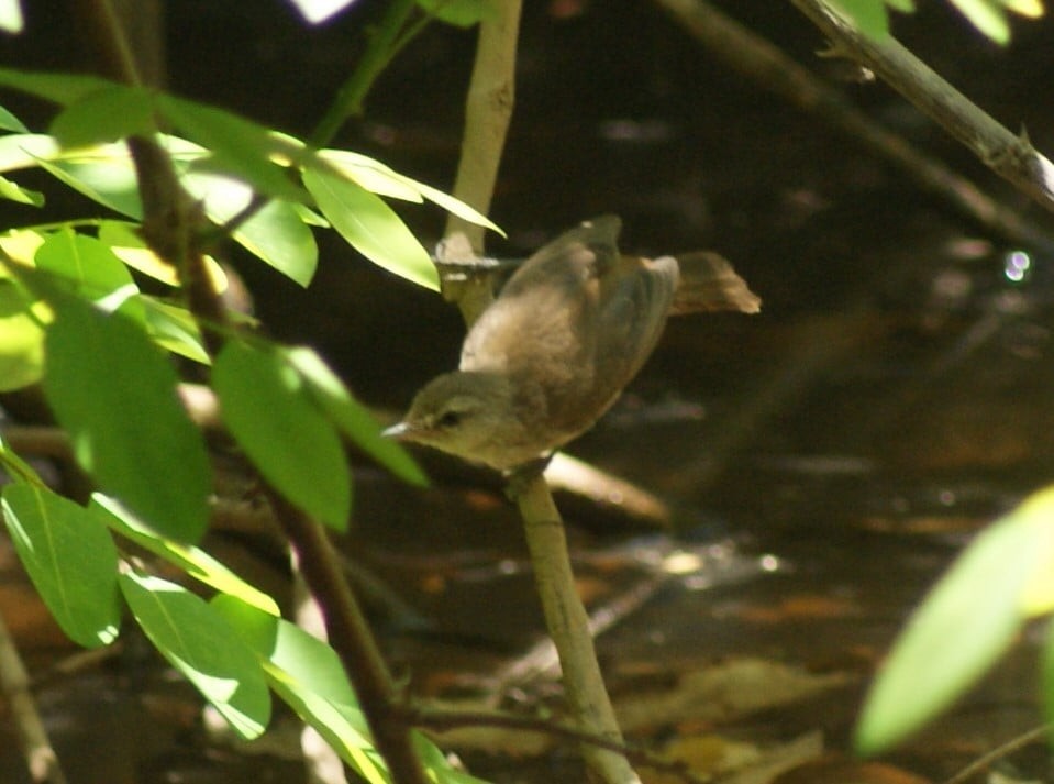 Lesser Swamp Warbler - Norman Barrett