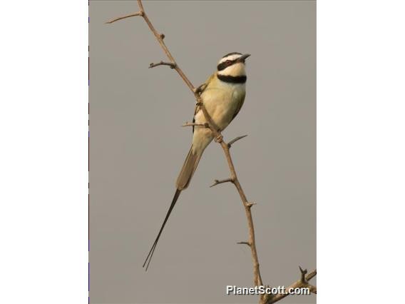 White-throated Bee-eater - ML183590421