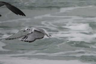 Bonaparte's Gull - Larry Katkin