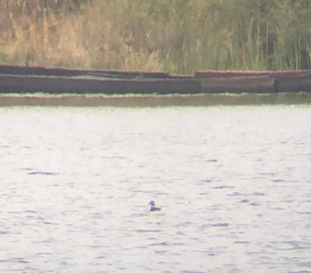 Long-tailed Duck - ML183590641