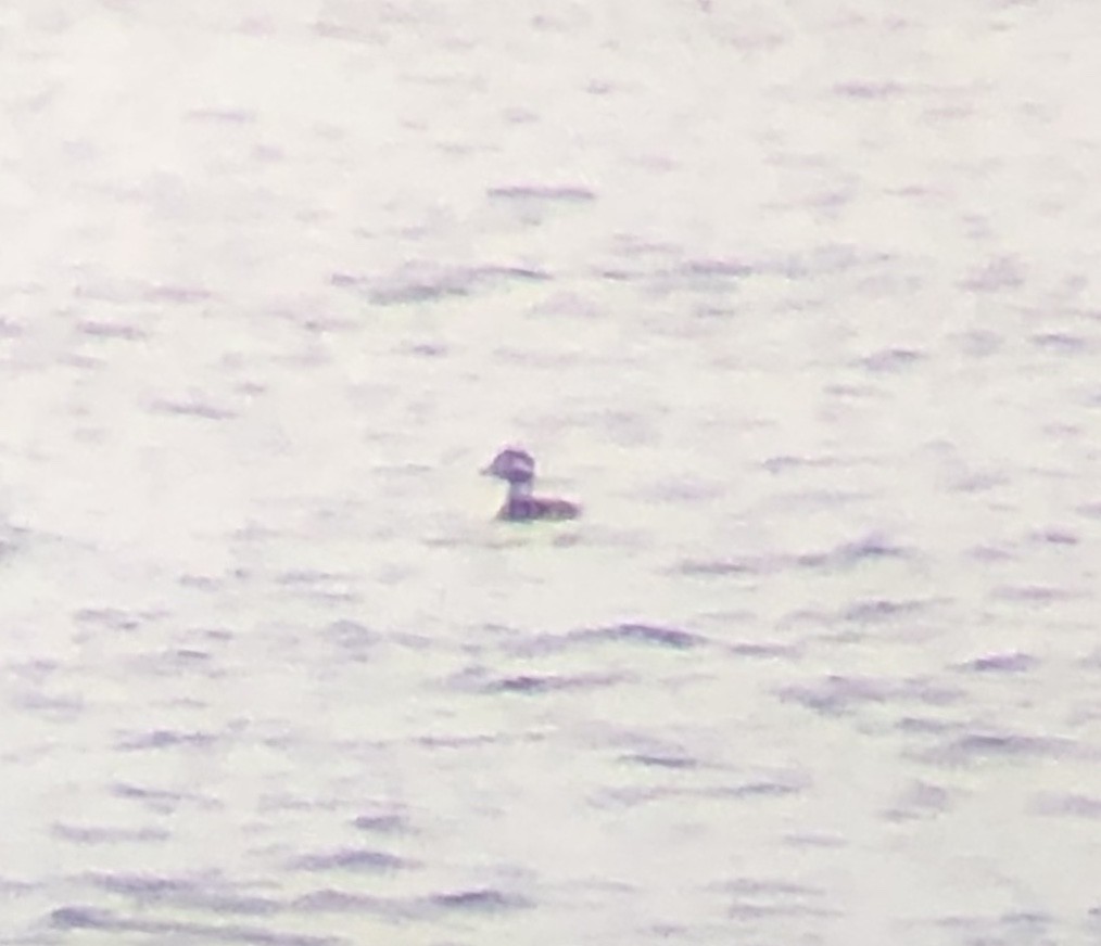 Long-tailed Duck - ML183590681