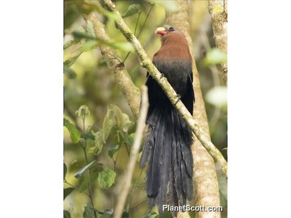 Yellow-billed Malkoha - ML183591551