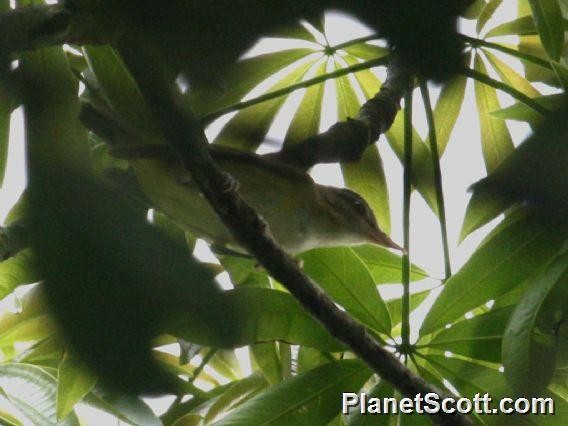 Yellow-green Vireo - ML183591851