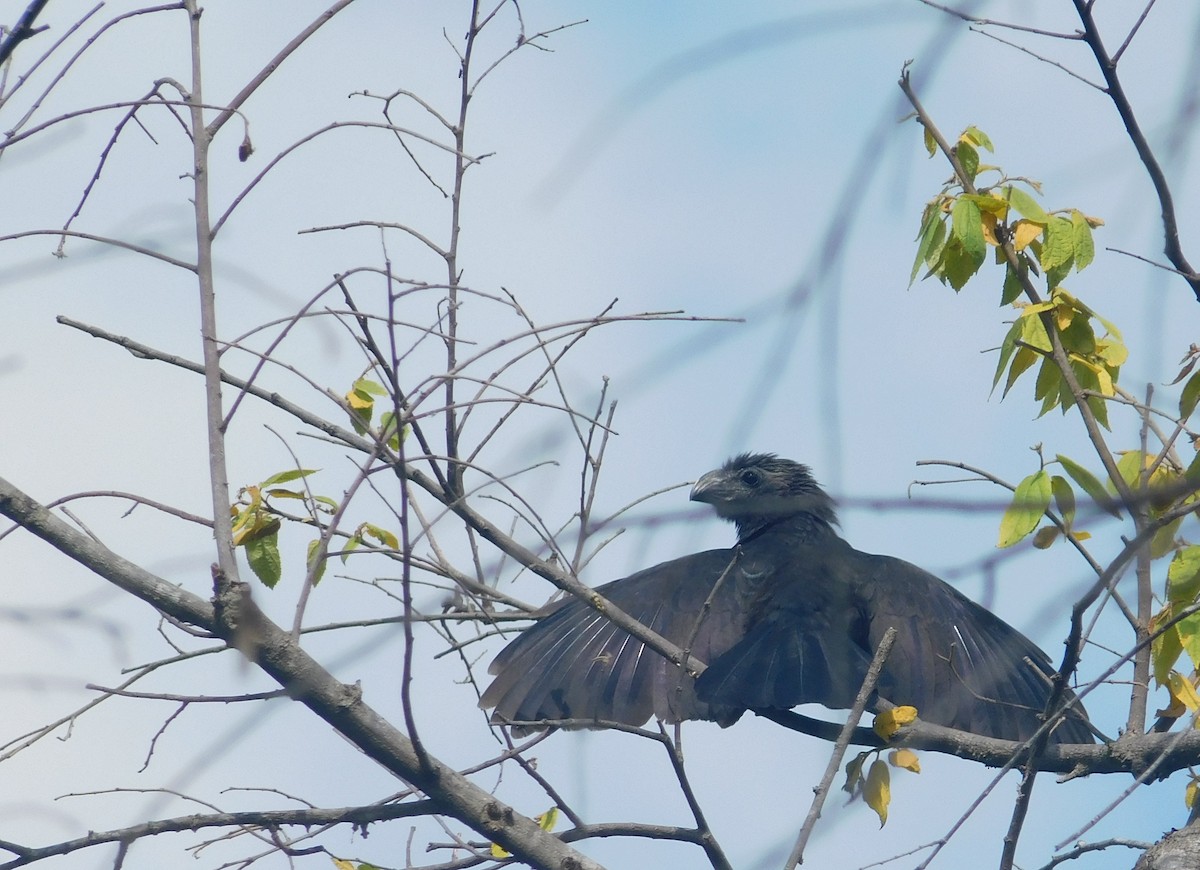 Groove-billed Ani - Vicente Amado Gavidia Medina