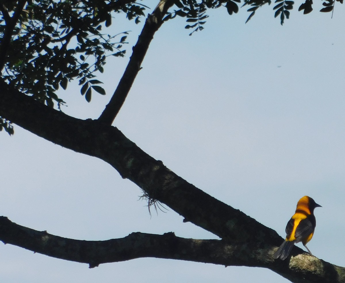 Orange-crowned Oriole - ML183593291