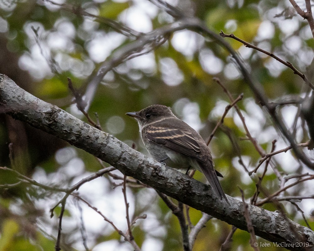 Eastern Wood-Pewee - John McElroy