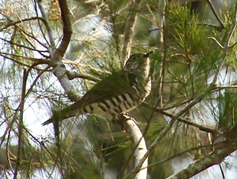 Shining Bronze-Cuckoo - Katherine Clark