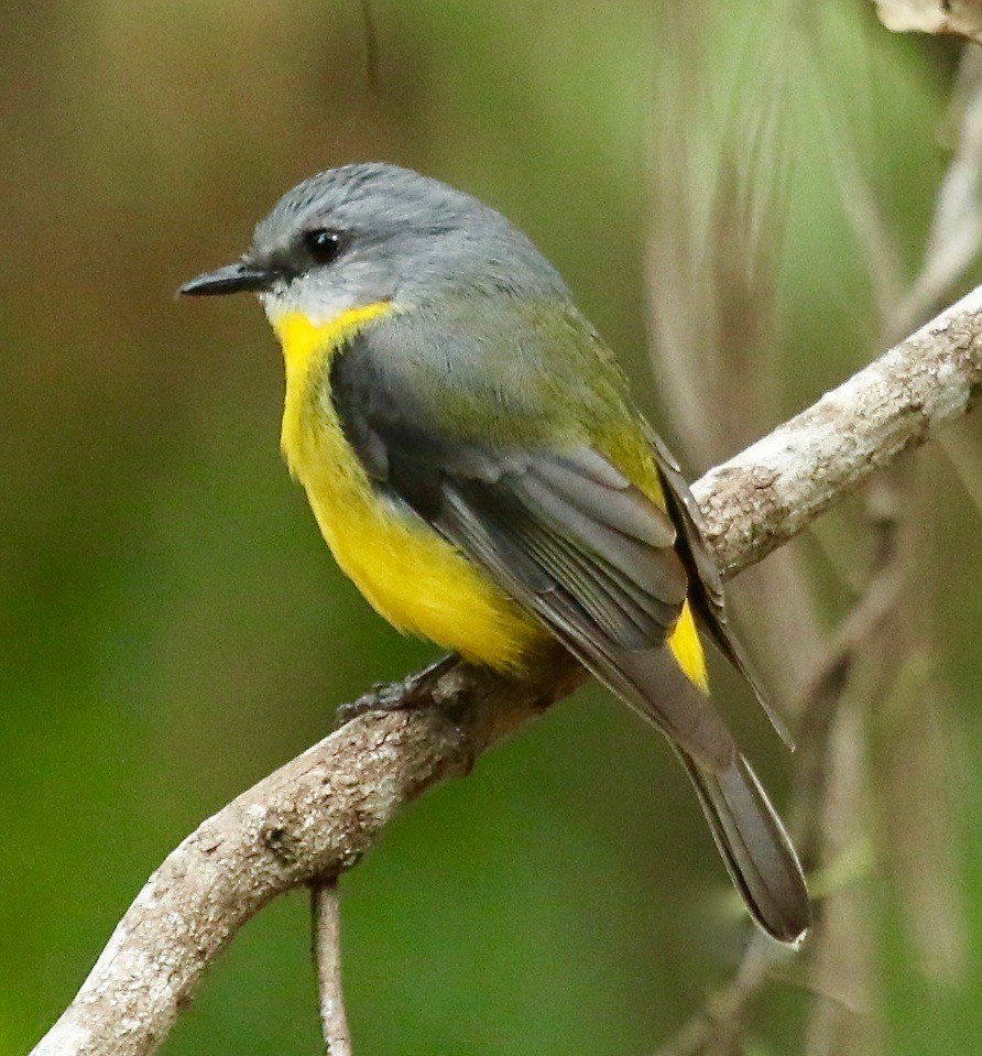 Eastern Yellow Robin - ML183598111