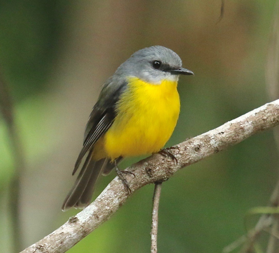 Eastern Yellow Robin - ML183598421