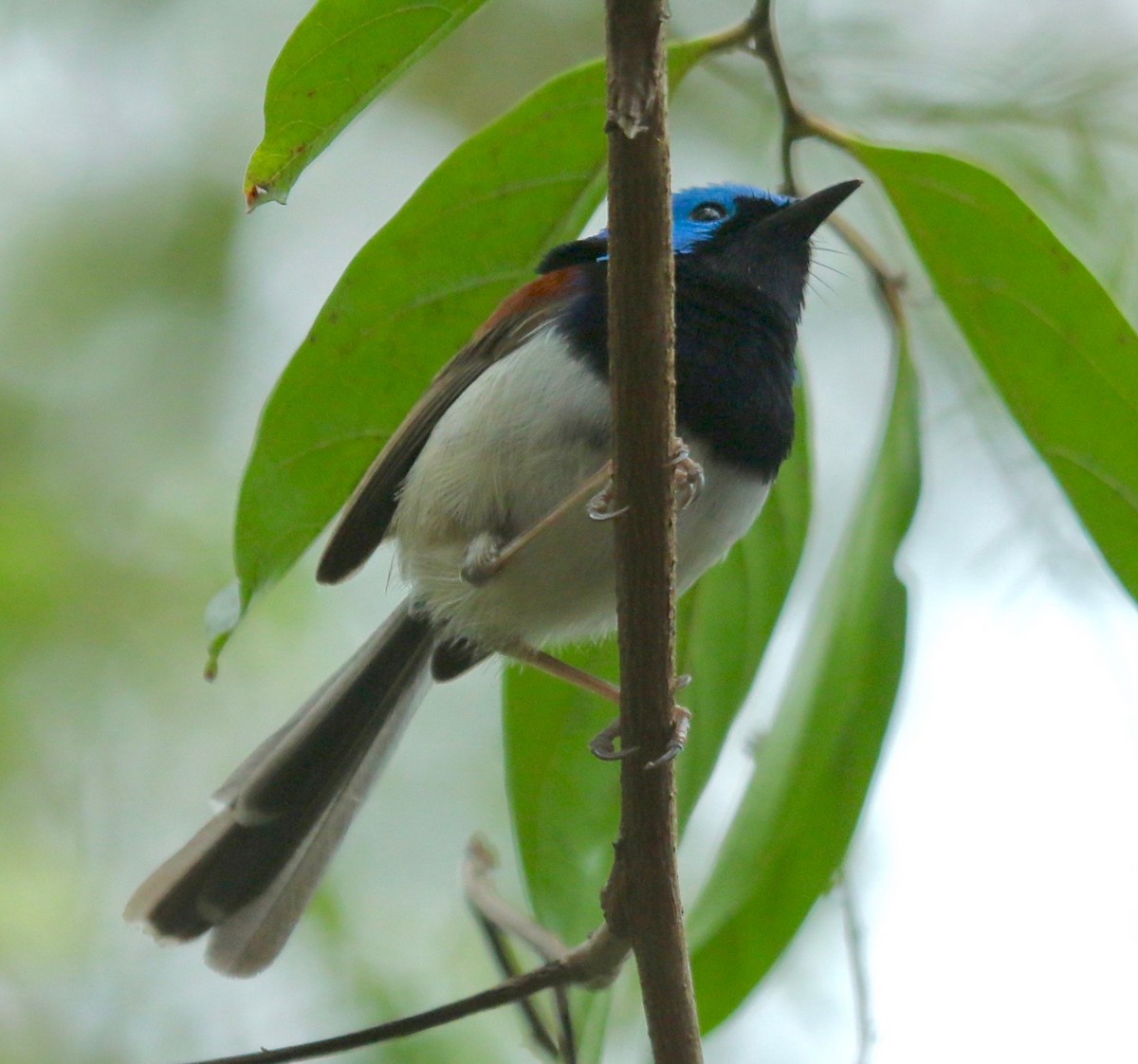 Variegated Fairywren - ML183598521