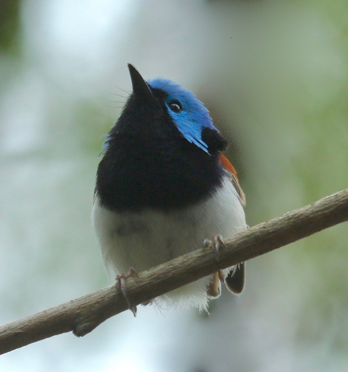 Variegated Fairywren - Katherine Clark