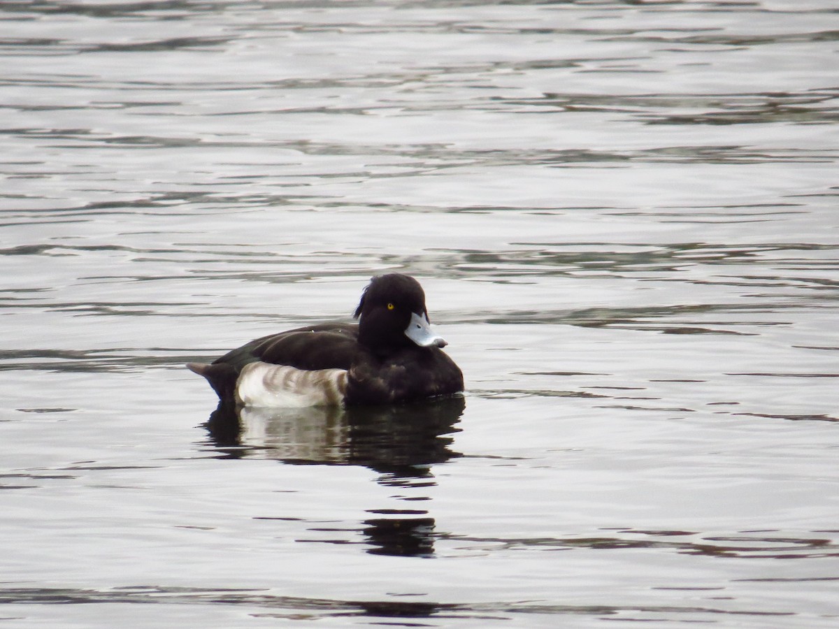 Tufted Duck - Georgi Kamov