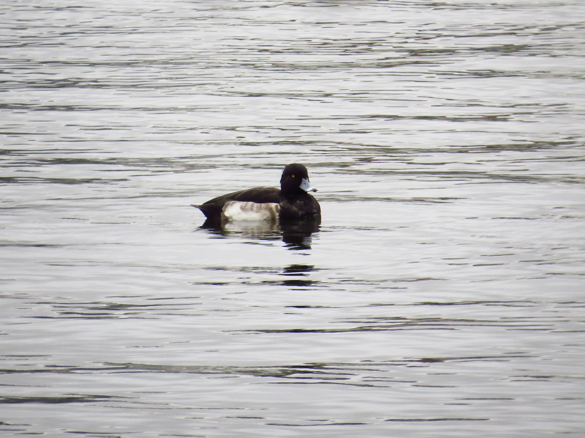 Tufted Duck - Georgi Kamov