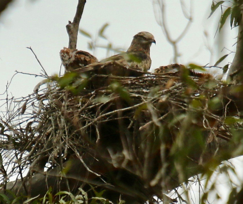 Square-tailed Kite - Katherine Clark