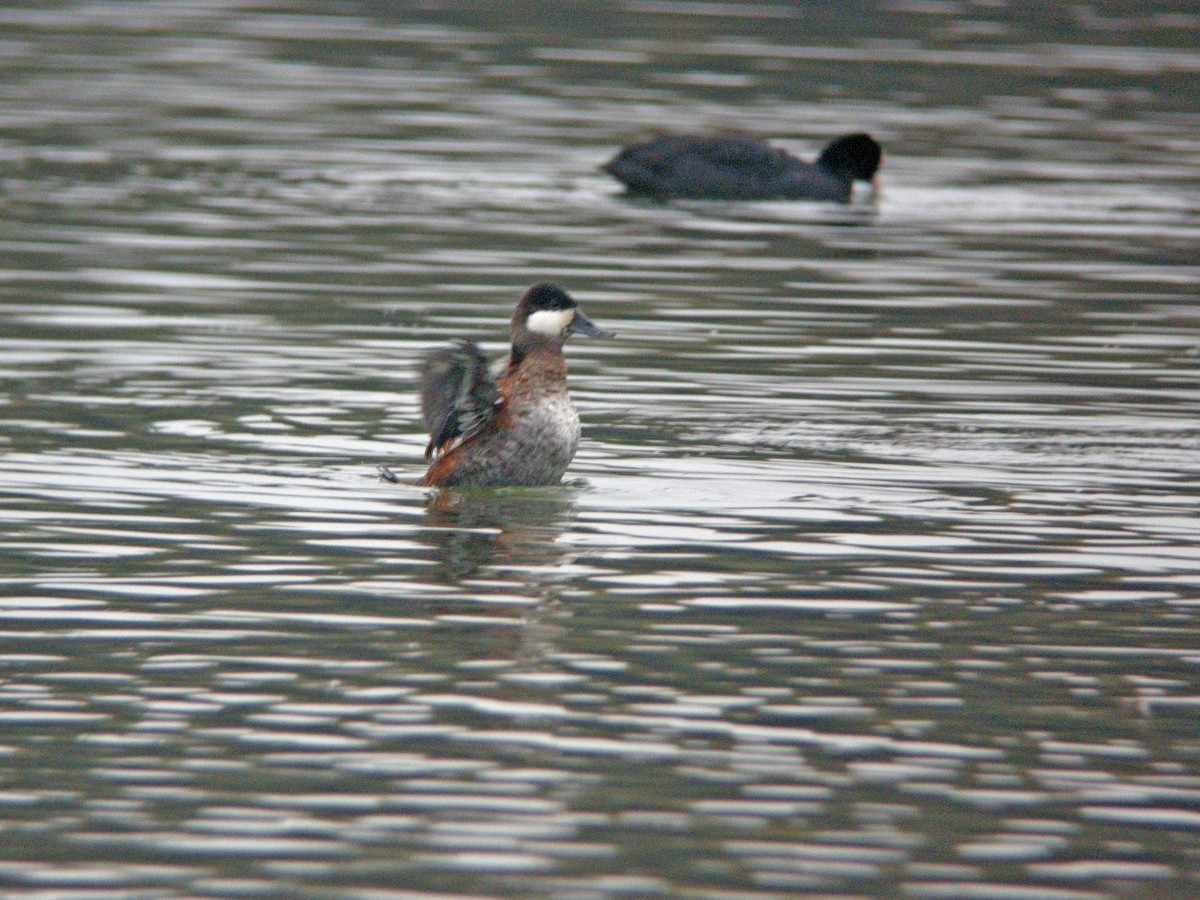 Ruddy Duck - ML183600581