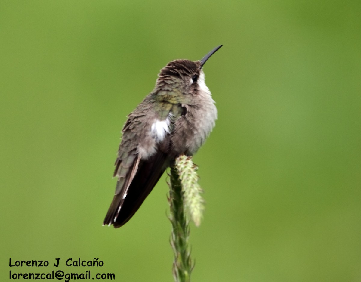 kolibřík vidloocasý - ML183601831